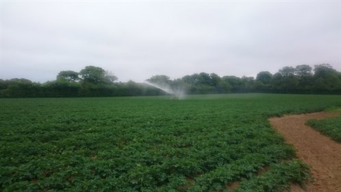 irrigating fields
