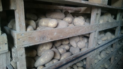 loose seed potatoes on pallets