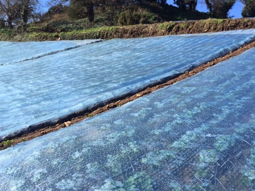plastic sheeting on crops