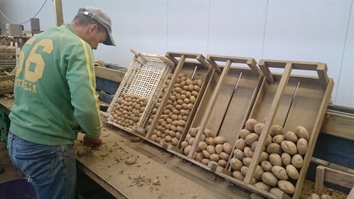 grading the potatoes