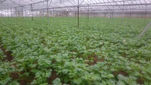 Crops in Greenhouse
