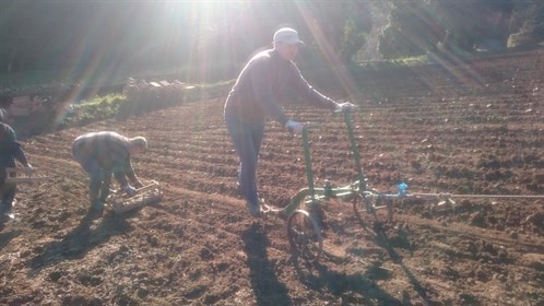planting on the slopes