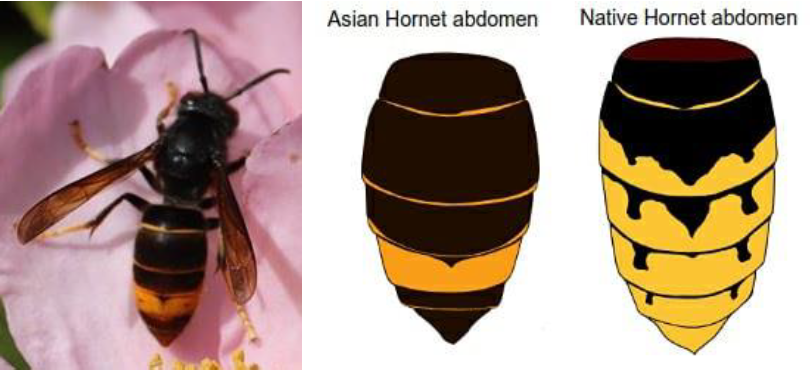 Asian hornet.PNG
